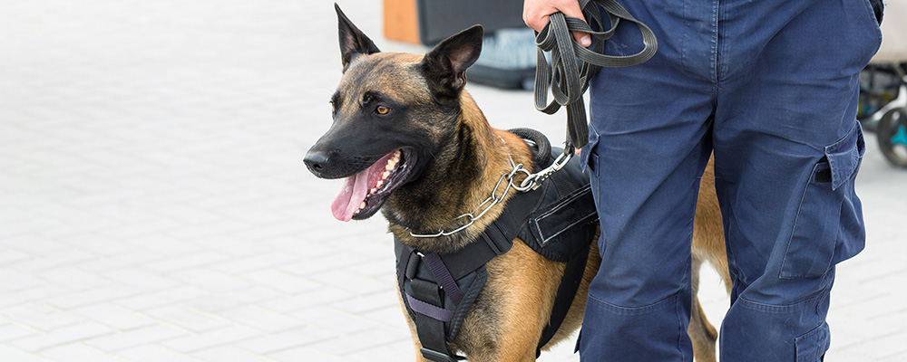 CSG K9 Security Dog Patrols